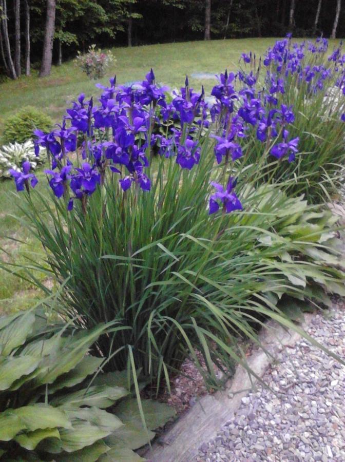 Blueberry Fields Bed & Breakfast Jefferson Exterior foto